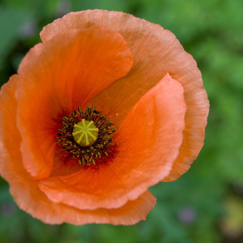 Orientalischer Mohn Harvest Moon - Papaver orientale (Flowering)