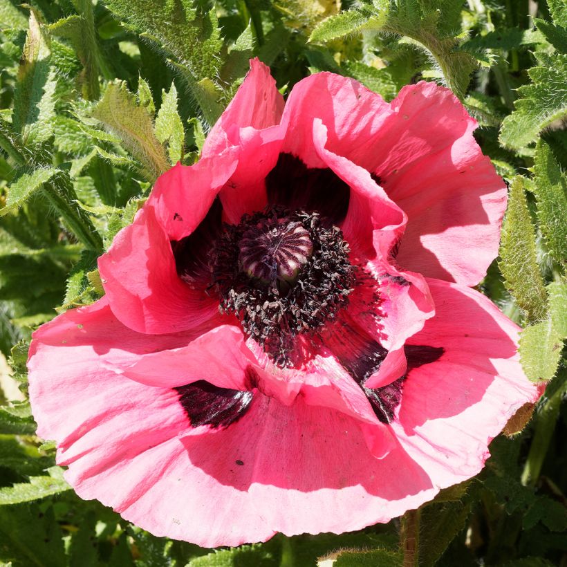Orientalischer Mohn Lilac Girl - Papaver orientale (Flowering)