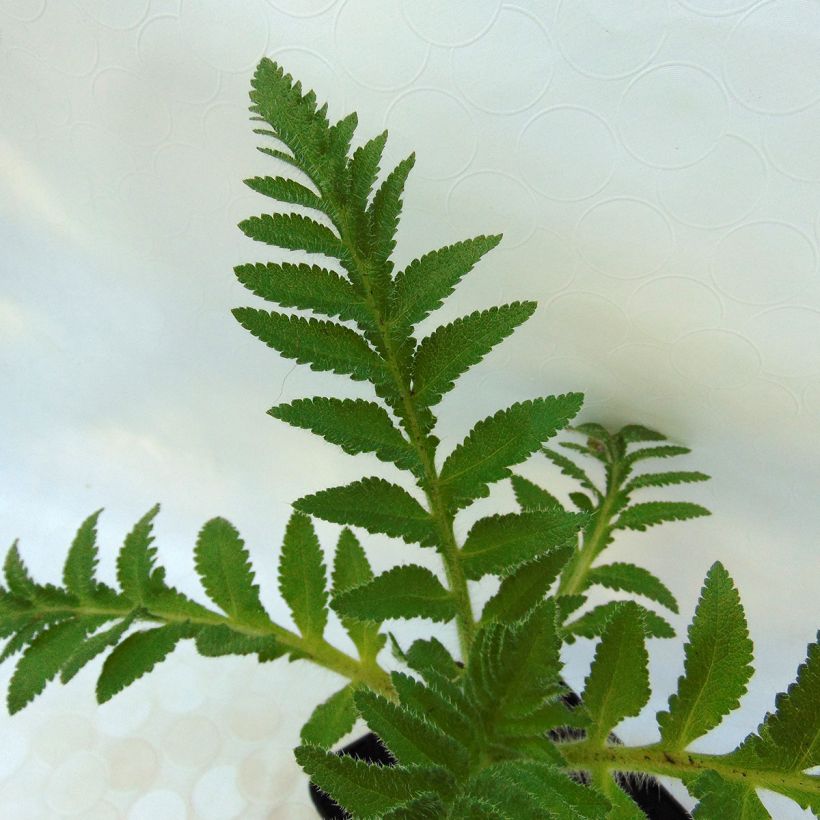Orientalischer Mohn Patty's Plum - Papaver orientale (Foliage)
