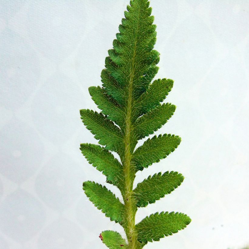 Orientalischer Mohn Perry's White - Papaver orientale (Foliage)