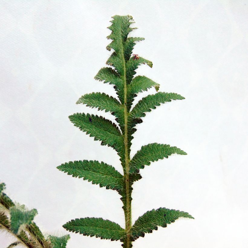 Orientalischer Mohn Picotee - Papaver orientale (Foliage)