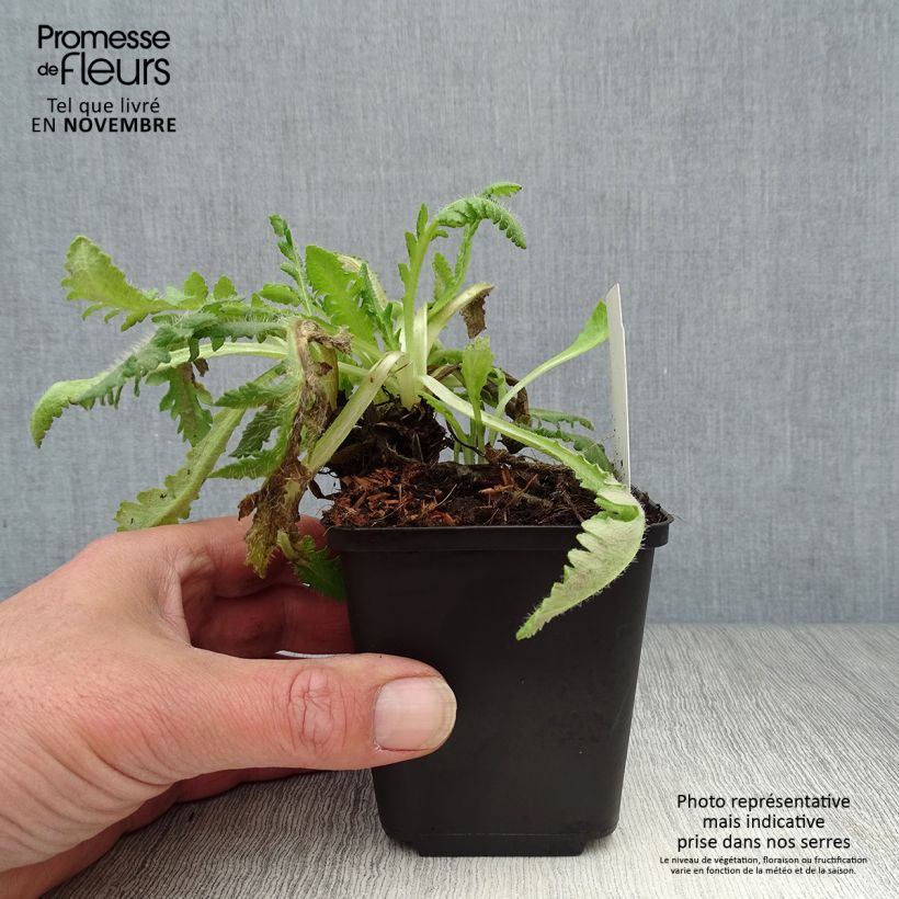 Example of Orientalischer Mohn Picotee - Papaver orientale Kleine Töpfe von 8/9 cm as you get in automne