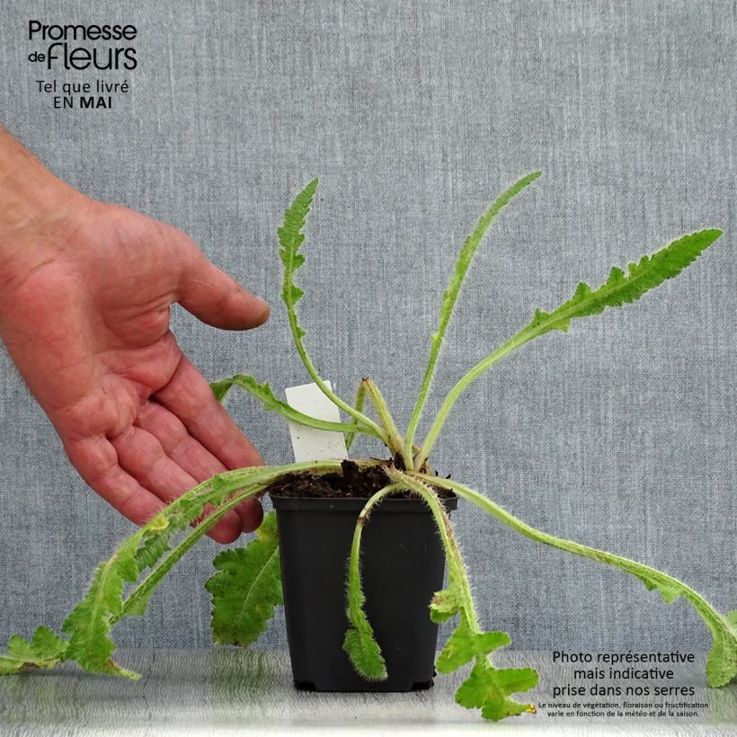 Exemplar von Orientalischer Mohn Picotee - Papaver orientale Kleine Töpfe von 8/9 cm wie im Frühjahr geliefert