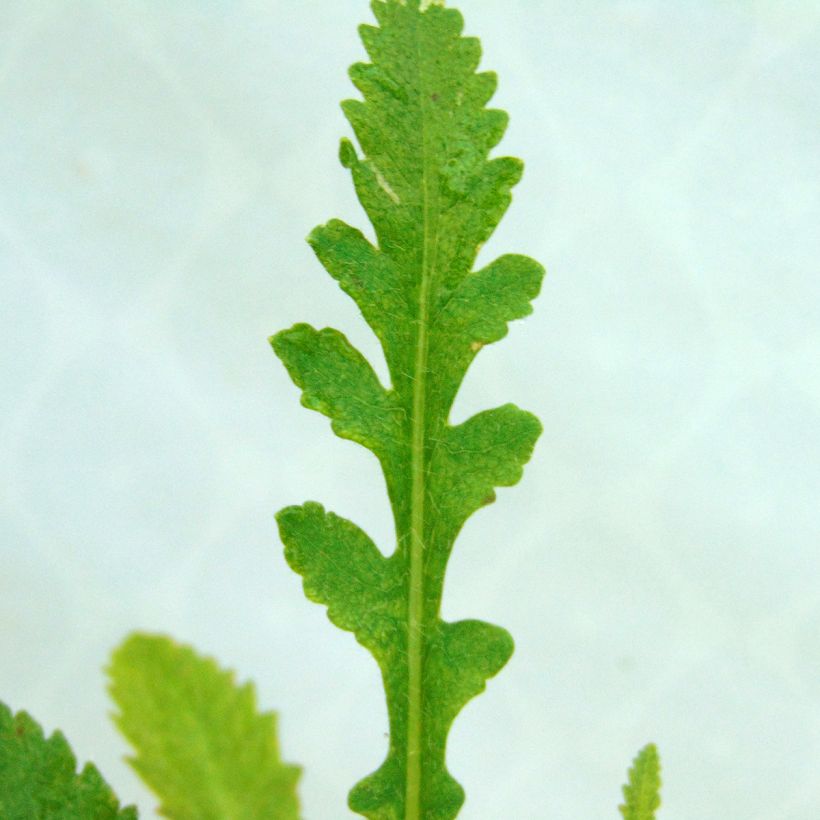 Orientalischer Mohn Princess Victoria Louise - Papaver orientale (Foliage)