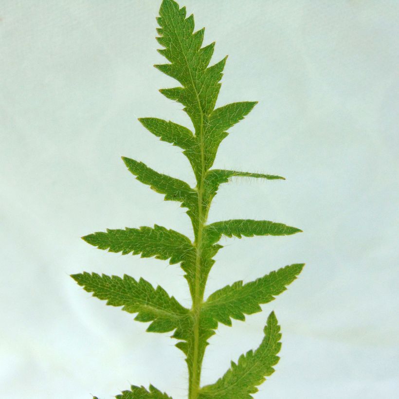 Orientalischer Mohn Queen Alexandra - Papaver orientale (Foliage)