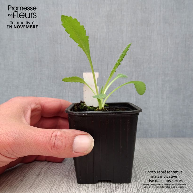Example of Orientalischer Mohn Royal Chocolate Distinction - Papaver orientale Kleine Töpfe von 8/9 cm as you get in automne