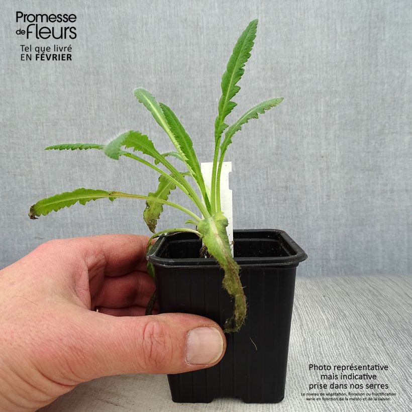 Exemplar von Orientalischer Mohn Royal Chocolate Distinction - Papaver orientale Kleine Töpfe von 8/9 cm wie im Winter geliefert