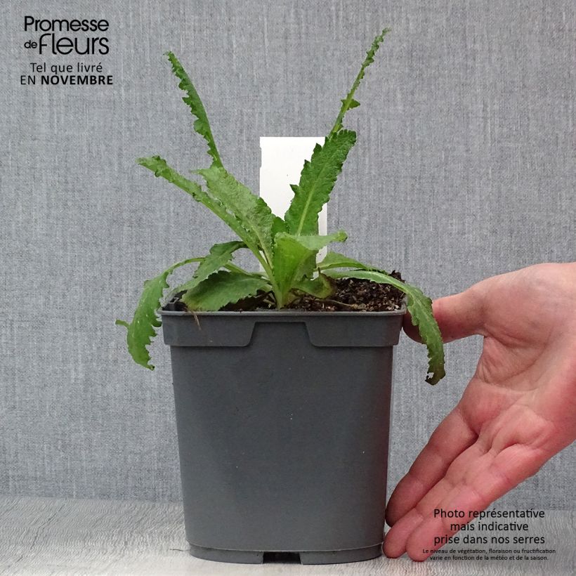 Example of Orientalischer Mohn Royal Wedding - Papaver orientale Topf mit 2L/3L as you get in automne