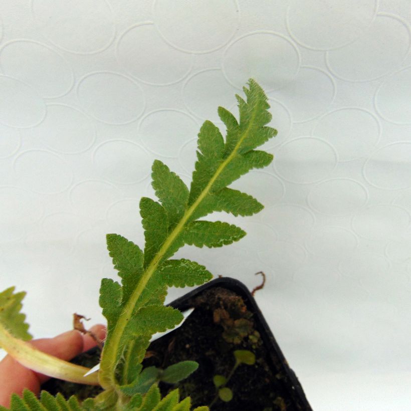 Orientalischer Mohn Türkenlouis - Papaver orientale (Foliage)
