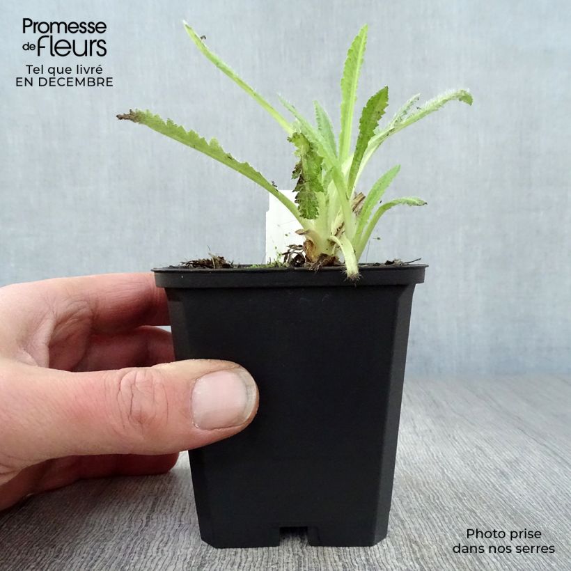 Exemplar von Orientalischer Mohn Türkenlouis - Papaver orientale Kleine Töpfe von 8/9 cm wie im Winter geliefert