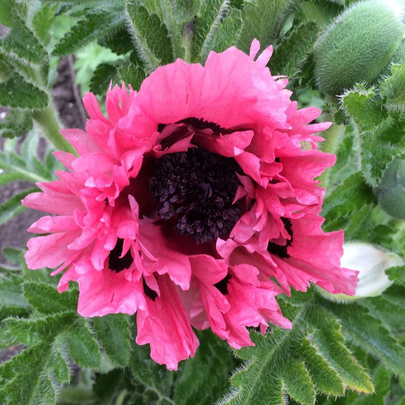 Orientalischer Mohn Pink Perfection - Papaver orientale (Flowering)