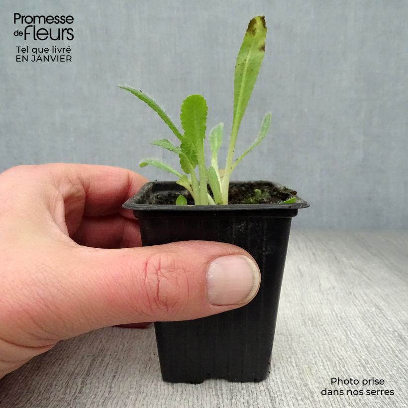 Exemplar von Orientalischer Mohn Allegro - Papaver orientale Kleine Töpfe von 7/8 cm wie im Winter geliefert