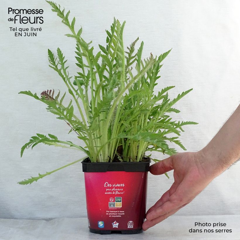 Exemplar von Orientalischer Mohn Allegro - Papaver orientale Topf mit 2L/3L wie im Sommer geliefert