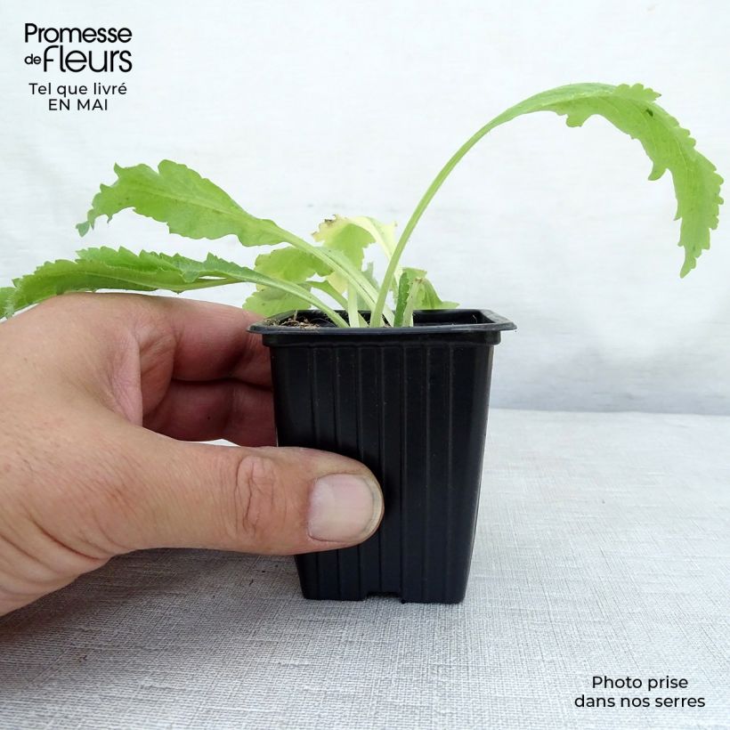 Exemplar von Orientalischer Mohn Allegro - Papaver orientale Kleine Töpfe von 7/8 cm wie im Frühjahr geliefert