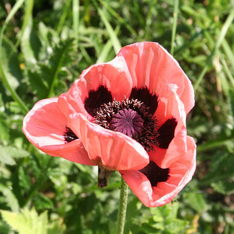 Orientalischer Mohn Haremstraum - Papaver orientale (Flowering)