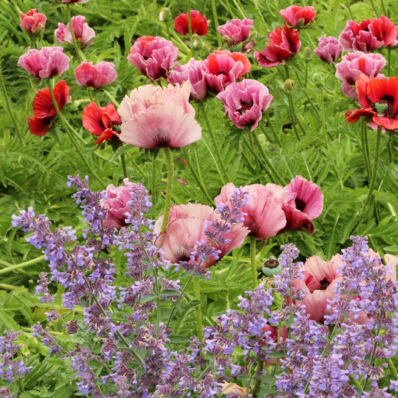 Orientalischer Mohn Haremstraum - Papaver orientale (Plant habit)