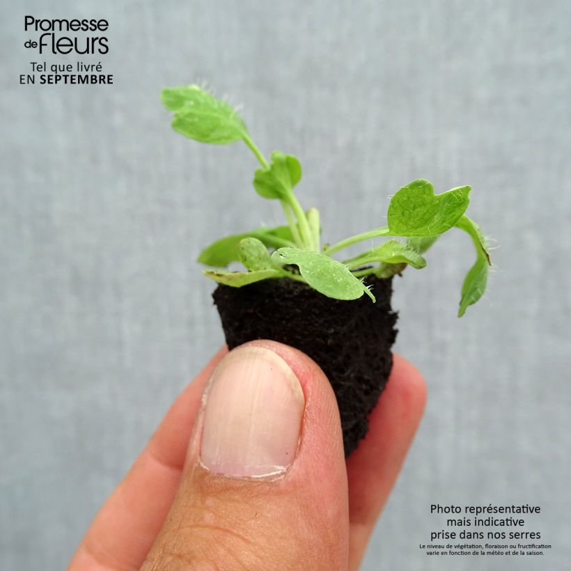 Example of Papaver nudicaule Bulles de Champagne Mix - Isländischer Mohn Mini-Plug Ø 3/4 cm as you get in automne