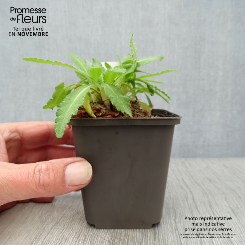 Example of Orientalischer Mohn Patty's Plum - Papaver orientale Kleine Töpfe von 8/9 cm as you get in automne