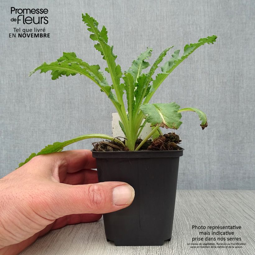 Example of Orientalischer Mohn Princess Victoria Louise - Papaver orientale Kleine Töpfe von 7/8 cm as you get in automne