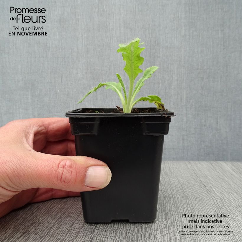 Example of Orientalischer Mohn Allegro - Papaver orientale Kleine Töpfe von 7/8 cm as you get in automne