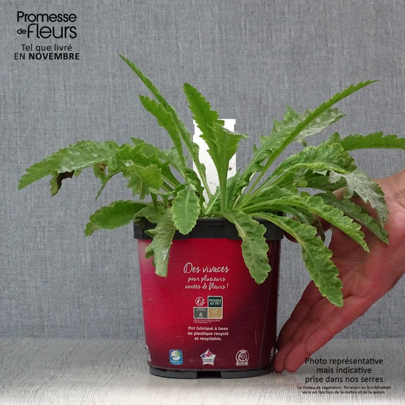 Example of Orientalischer Mohn Allegro - Papaver orientale Topf mit 2L/3L as you get in automne