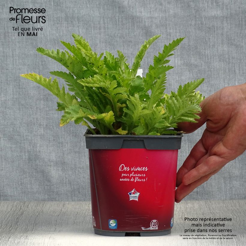 Exemplar von Orientalischer Mohn Allegro - Papaver orientale Topf mit 2L/3L wie im Frühjahr geliefert