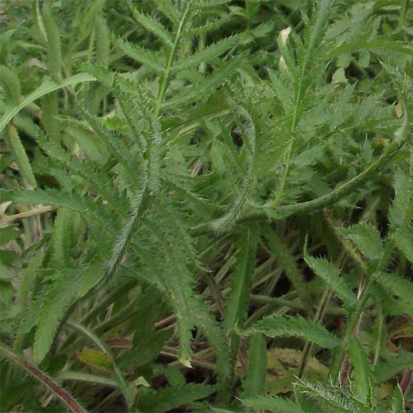 Orientalischer Mohn Royal Chocolate Distinction - Papaver orientale (Foliage)