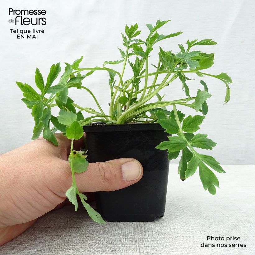 Exemplar von Meconopsis cambrica - Waliser Mohn Kleine Töpfe von 8/9 cm wie im Frühjahr geliefert