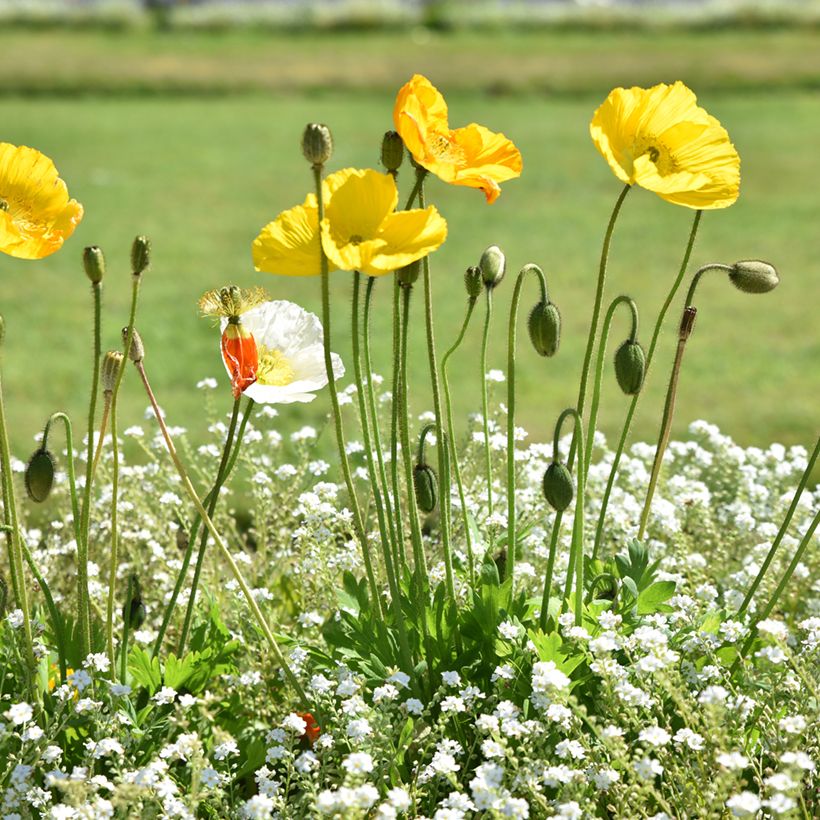 Meconopsis cambrica - Waliser Mohn (Plant habit)