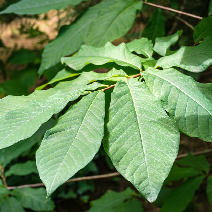Papau Allegheny - Asimina triloba (Foliage)