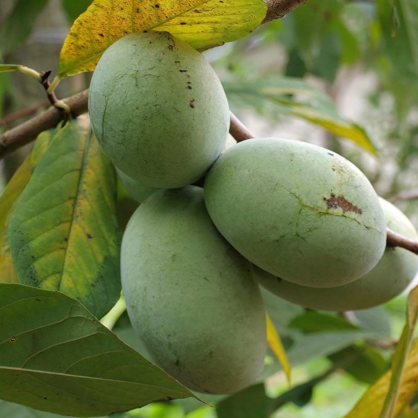 Papau Allegheny - Asimina triloba (Harvest)