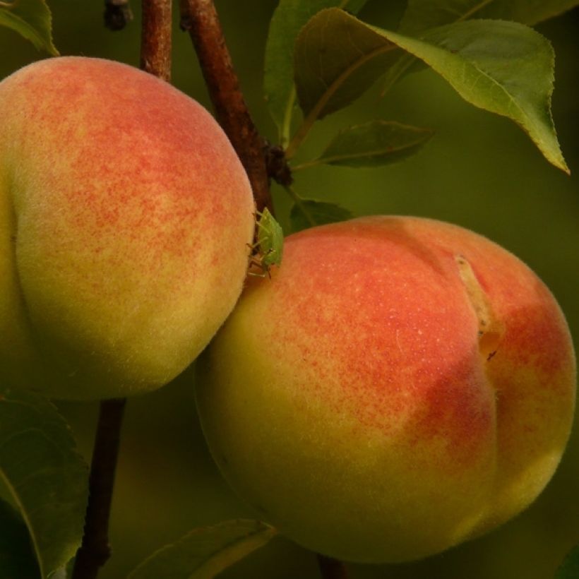 Pfirsich Amsden - Prunus persica (Harvest)