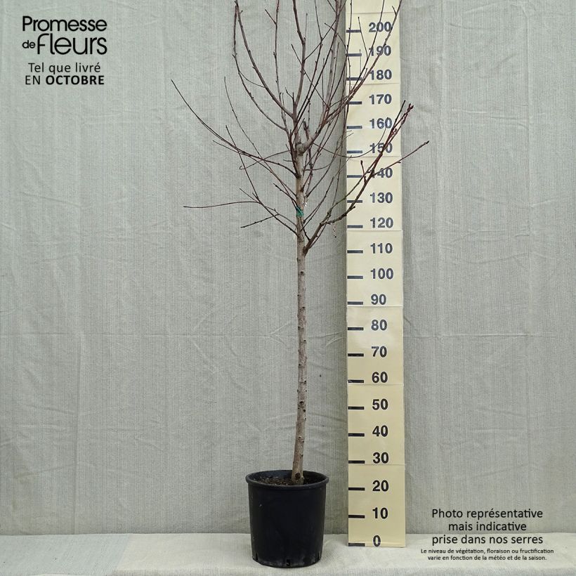 Example of Pfirsich Amsden - Prunus persica Topf mit 7,5L/10L, Halbstamm as you get in automne