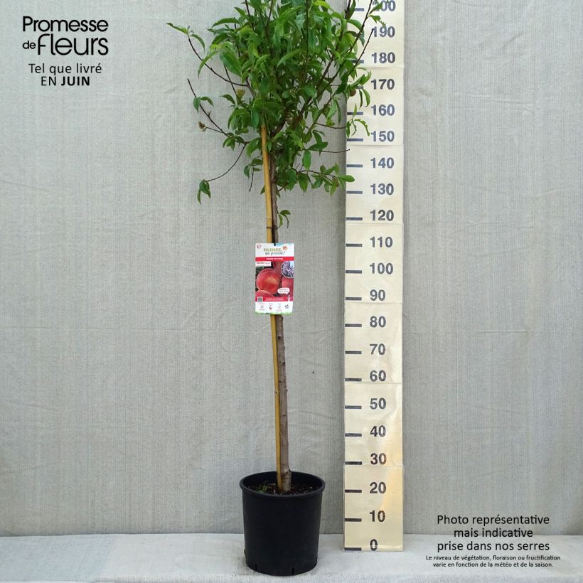 Exemplar von Pfirsich Amsden - Prunus persica Topf mit 7,5L/10L, Halbstamm wie im Frühjahr geliefert