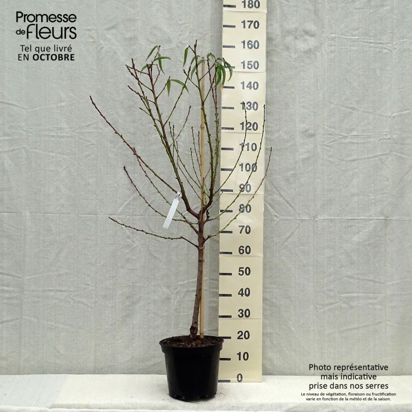 Example of Pfirsich Amsden - Prunus persica Topf mit 7,5L/10L, Gobelet-Form as you get in automne