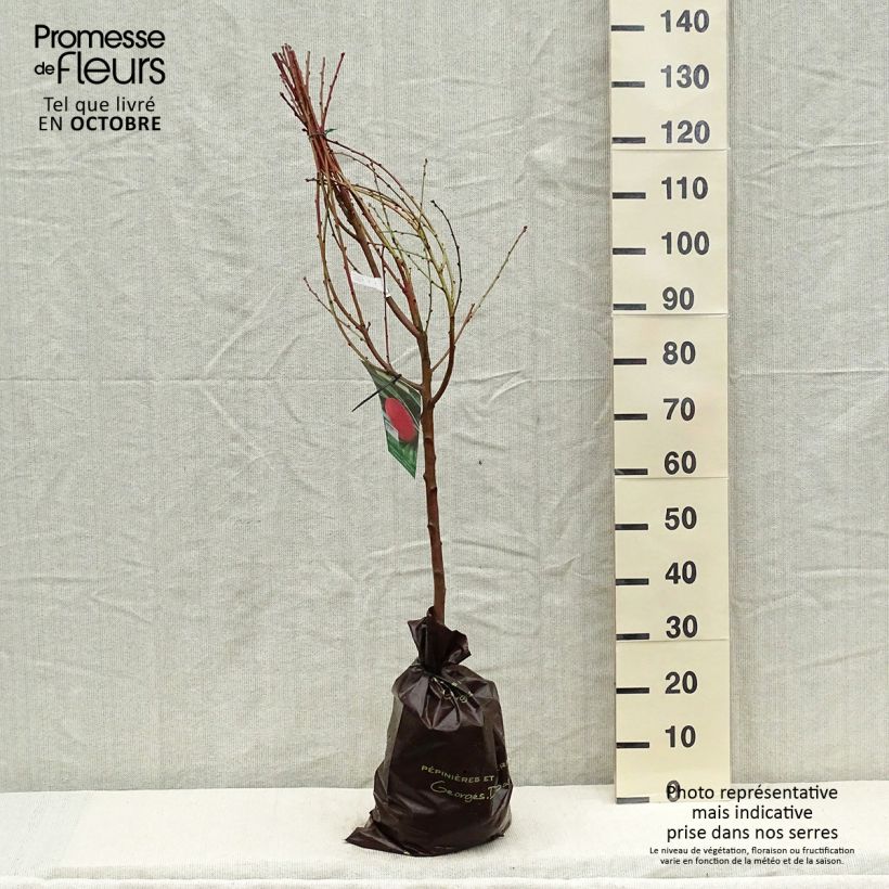 Example of Pfirsich Andromède Zaidrome - Prunus persica Plug "Fertig-zum-Pflanzen", Gobelet-Form as you get in automne