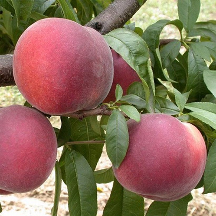 Pfirsich Anita - Prunus persica (Harvest)