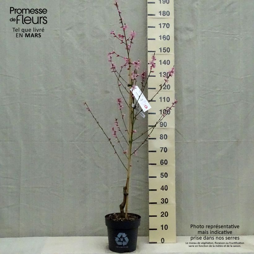 Example of Pfirsich Bénédicte - Prunus persica Topf mit 7,5L/10L, Gobelet-Form as you get in printemps