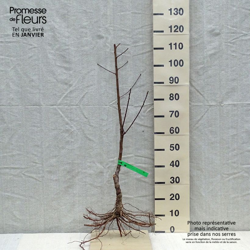Example of Pfirsich Charles Ingouf - Prunus persica Wurzelnackt, Heister as you get in hiver