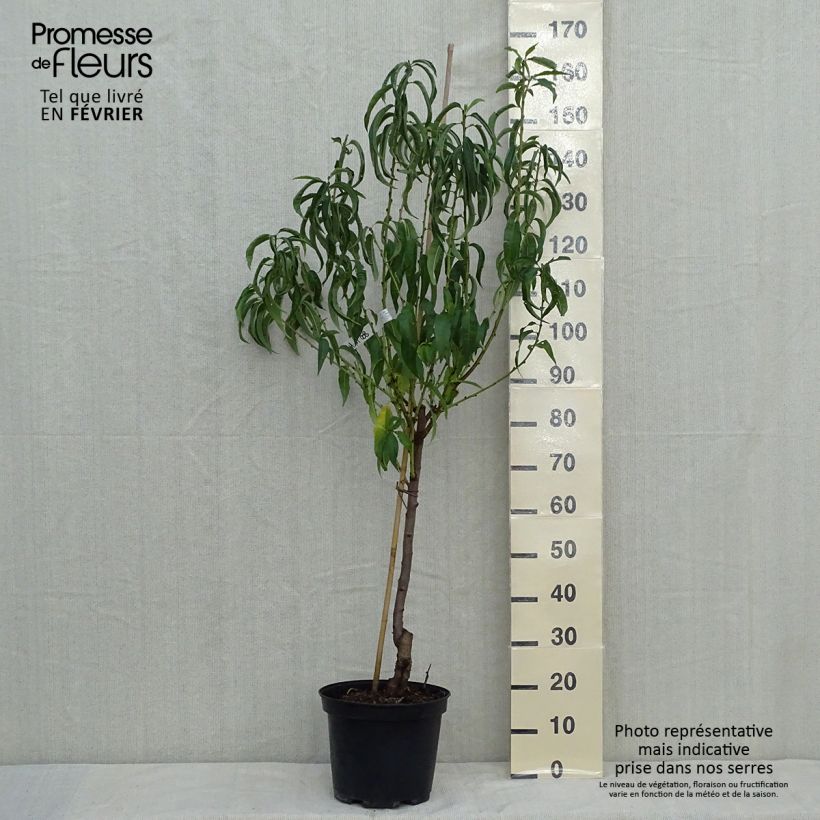 Example of Pfirsich Charles Ingouf - Prunus persica Topf mit 7,5L/10L, Gobelet-Form as you get in automne