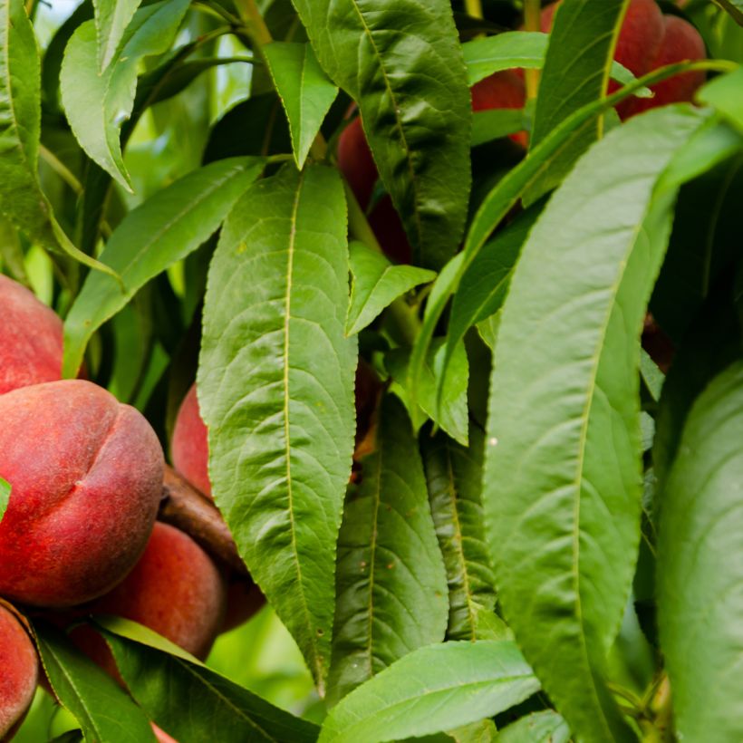 Pfirsich Charles Ingouf - Prunus persica (Foliage)
