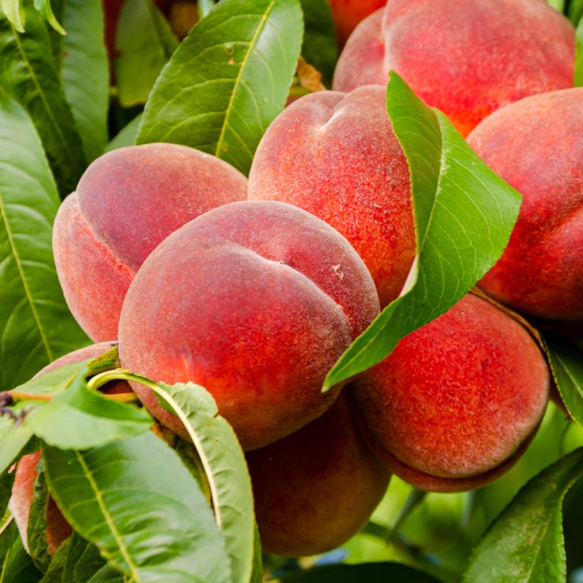 Pfirsich Charles Ingouf - Prunus persica (Harvest)