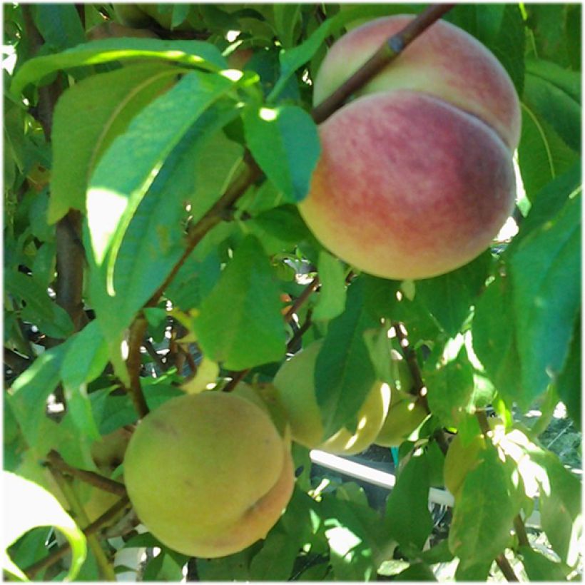 Pfirsich Charles Roux - Prunus persica (Harvest)