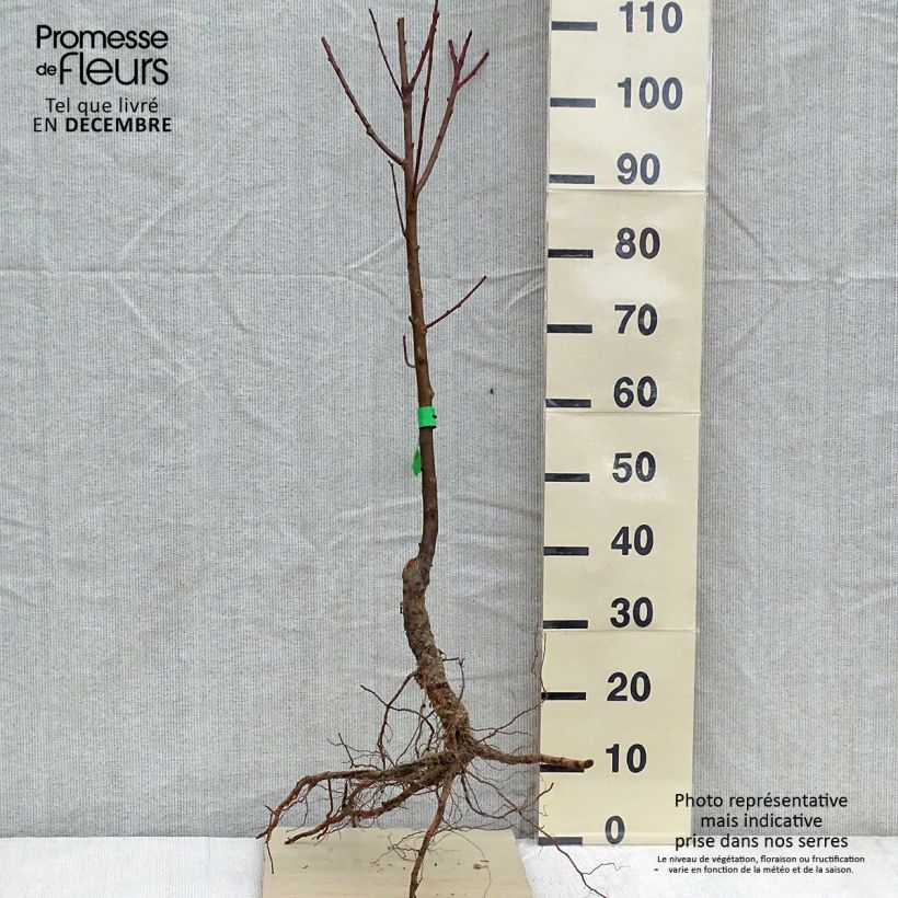 Example of Pfirsich Dixired Bio - Prunus persica Wurzelnackt, Heister as you get in hiver