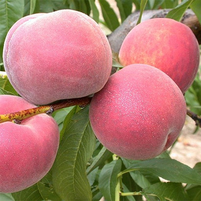 Pfirsich Dixired Bio - Prunus persica (Harvest)