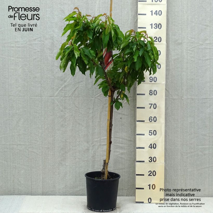 Exemplar von Pfirsich Dixired - Prunus persica Topf mit 7,5L/10L, Gobelet-Form wie im Frühjahr geliefert