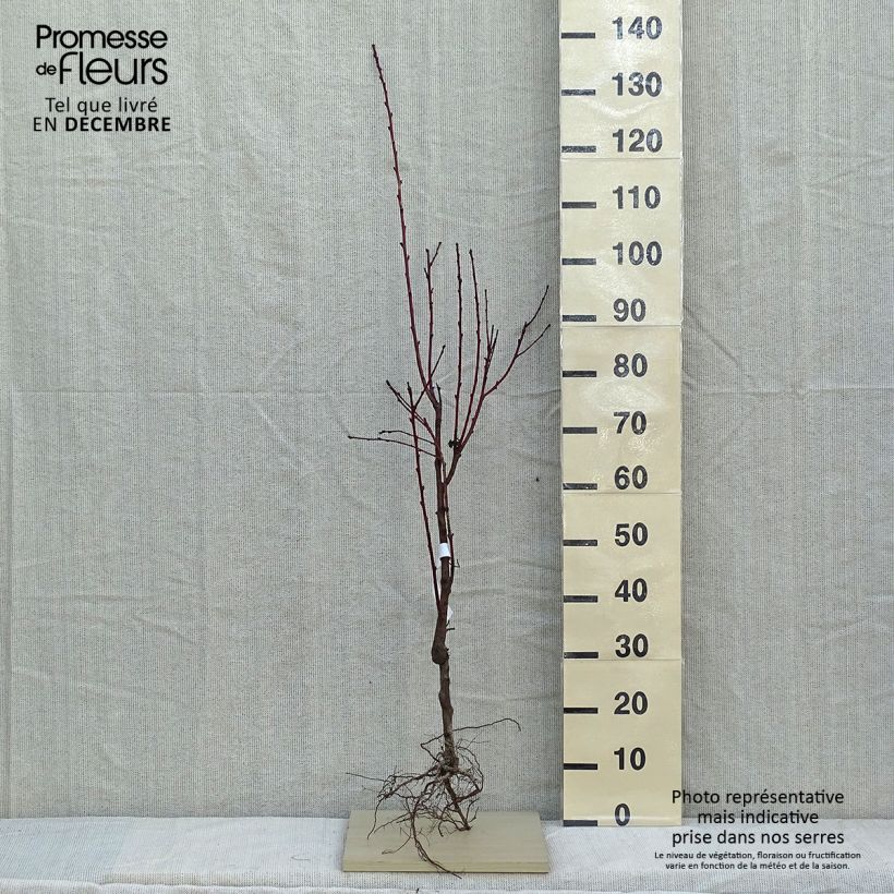 Example of Pfirsich Fertile de Septembre - Prunus persica Wurzelnackt, Gobelet-Form as you get in hiver