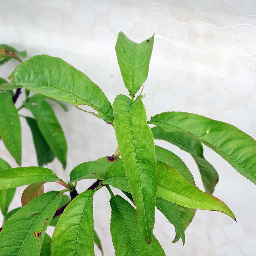 Pfirsich Grosse Mignonne - Prunus persica (Foliage)