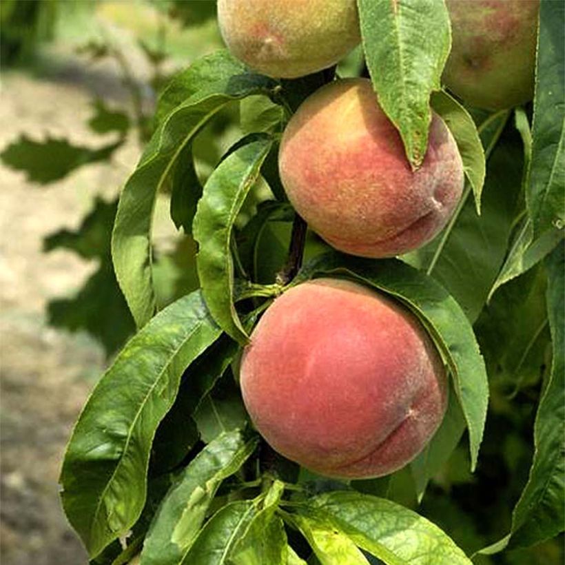 Pfirsich Grosse Mignonne - Prunus persica (Harvest)