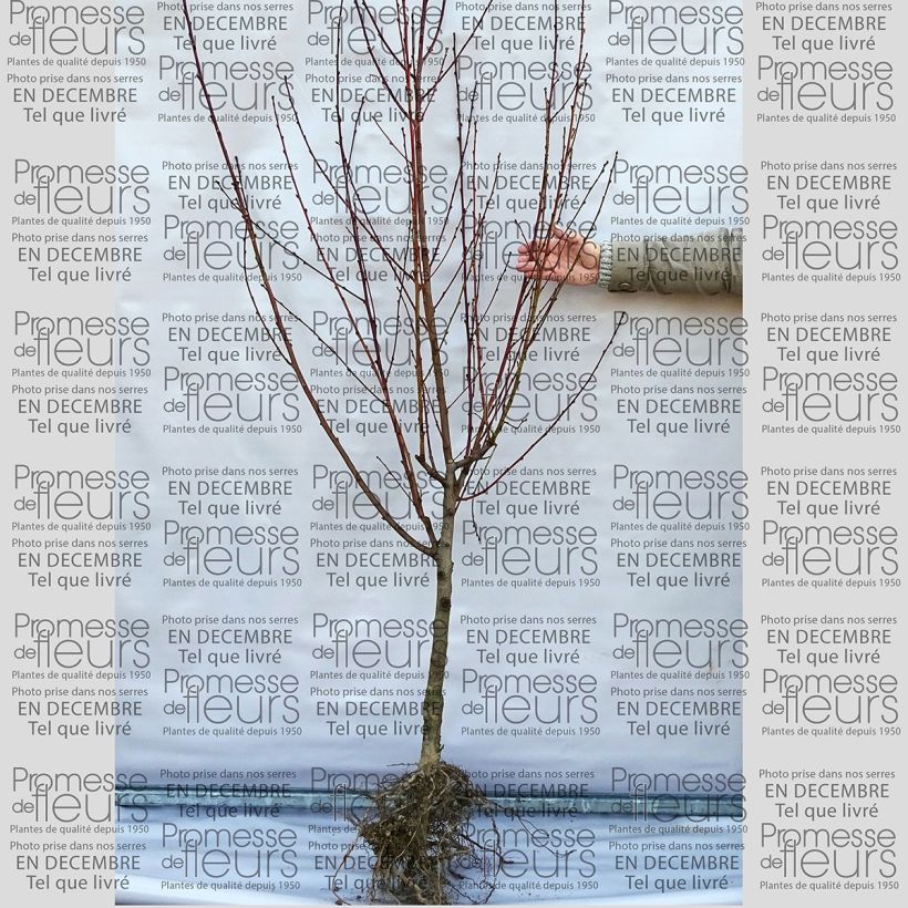 Example of Pfirsich Grosse Mignonne - Prunus persica Wurzelnackt, Gobelet-Form as you get